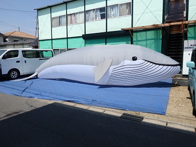 シロナガスクジラ シロナガスクジラ